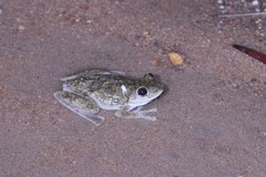 Litoria rothii