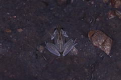 Litoria nasuta