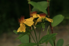 Hypericum ascyron gebleri