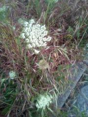 Daucus carota sativus