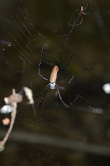 Nephila cornuta