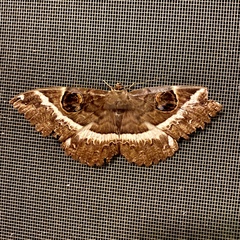 Erebus terminitincta