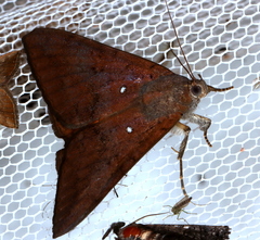 Oxyodes tricolor