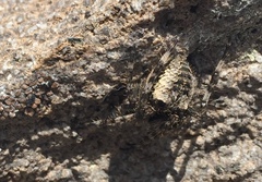 Araneus nordmanni