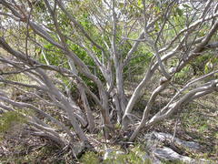 Eucalyptus argutifolia
