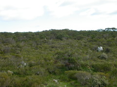 Eucalyptus argutifolia