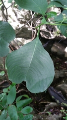 Image of Psychotria antsalovensis