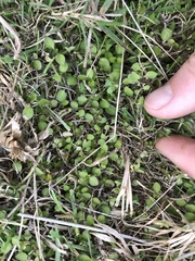 Leptostigma setulosum