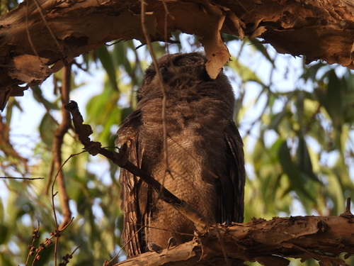Verreaux's Eagle-Owl