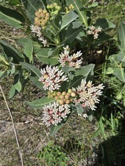 Asclepias hallii, photograph (c) netgazernine, some rights reserved (CC BY)
