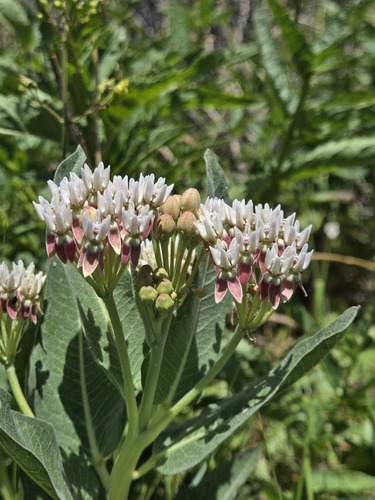 Asclepias hallii, photograph 3