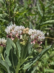 Asclepias hallii, photograph (c) netgazernine, some rights reserved (CC BY)