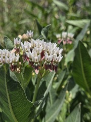 Asclepias hallii, photograph (c) netgazernine, some rights reserved (CC BY)