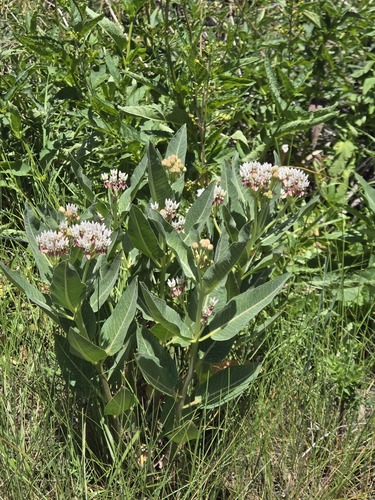 Asclepias hallii