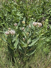Asclepias hallii, photograph (c) netgazernine, some rights reserved (CC BY)