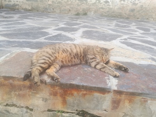 Domestic Cat
