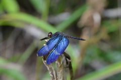 Zenithoptera fasciata