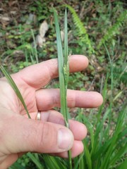 Carex hendersonii