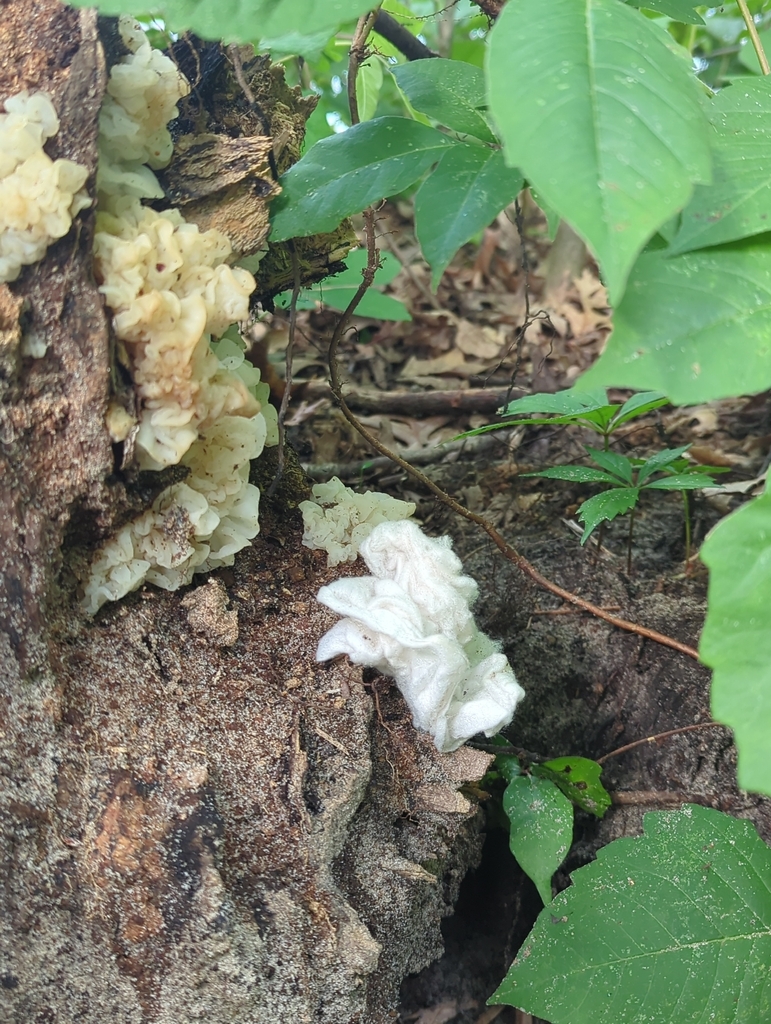 white jelly fungus · June 2026 · photo: Photo: no rights reserved · iNaturalist