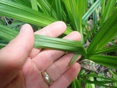 Carex hendersonii
