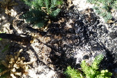 Asparagus rubicundus