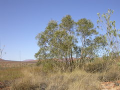 Corymbia eremaea