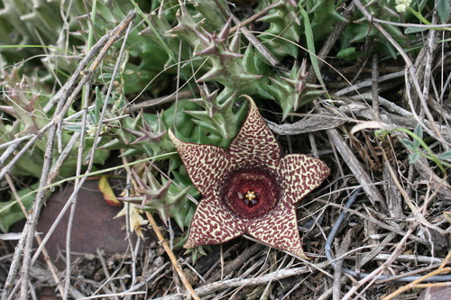 Orbea verrucosa (Masson) L.C.Leach 4