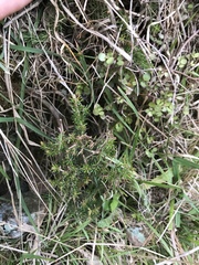 Erica lusitanica