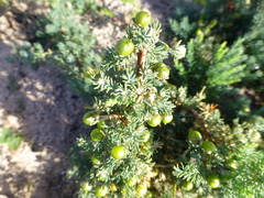 Asparagus rubicundus