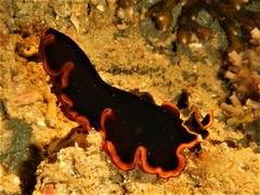Pseudobiceros gloriosus