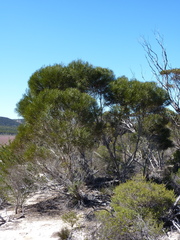 Eucalyptus angustissima