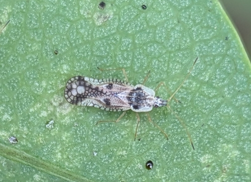 Leptopharsa, 2026-06-18