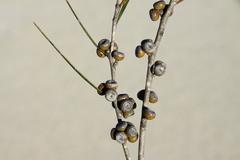 Eucalyptus angustissima