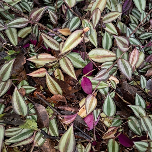 zebra plant