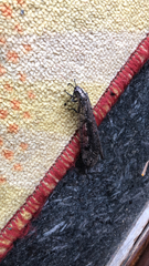 Acanthaclisini
