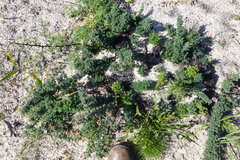 Asparagus rubicundus