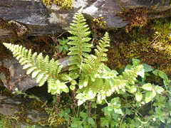 Dryopteris komarovii
