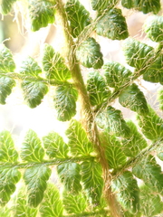 Dryopteris komarovii, photograph (c) crothfels, some rights reserved (CC BY)