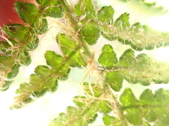 Dryopteris komarovii, photograph (c) crothfels, some rights reserved (CC BY)