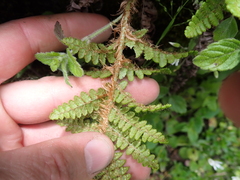 Dryopteris komarovii, photograph (c) crothfels, some rights reserved (CC BY)