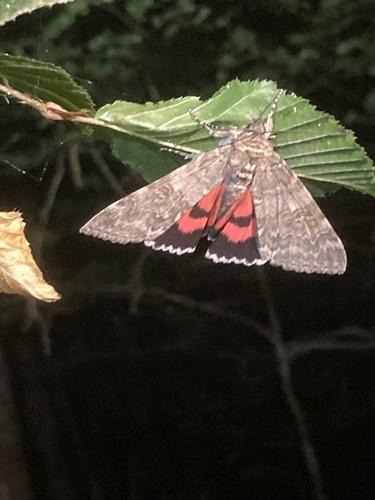 Red Underwing