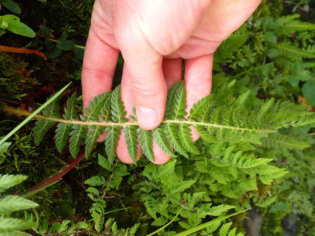 Polystichum sinense; photograph (c) crothfels, some rights reserved (CC BY)