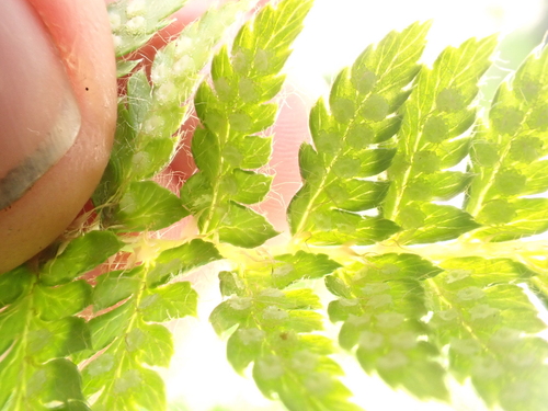 Polystichum sinense, photograph 1