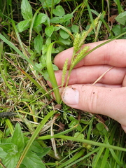Liu's sedge (Carex liui)