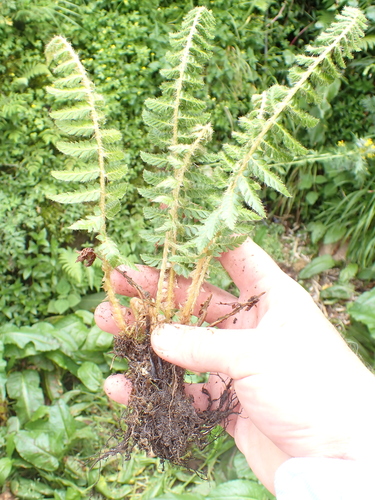 Polystichum sinense, photograph 2