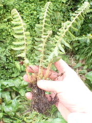 (c) crothfels, some rights reserved (CC BY) Polystichum sinense, photograph (c) crothfels, some rights reserved (CC BY)