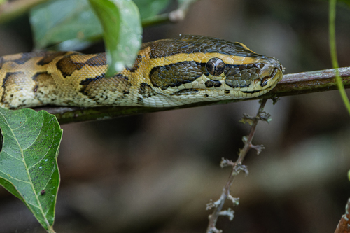 African Rock Python