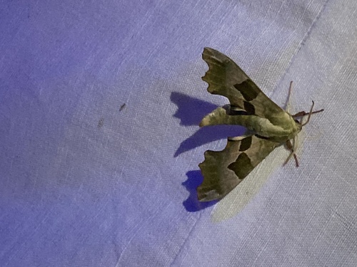 Lime Hawkmoth