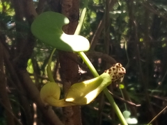 Aristolochia leptosticta