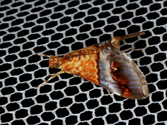 Tetracona amathealis